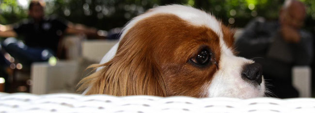 Prendersi Cura Di Un Cavalier King Conoscere Il Cavalier King