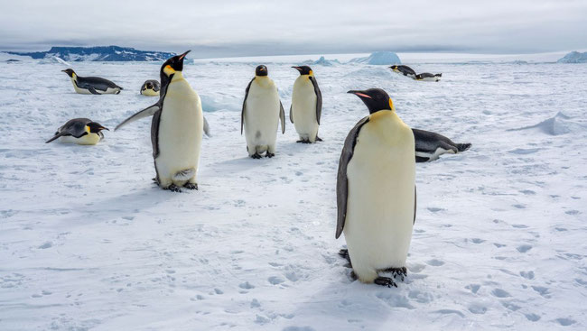 Wir wechseln zu unseren gefiederten Artgenossen den Pinguinen um