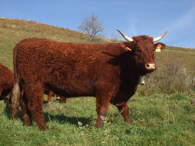 Hortense