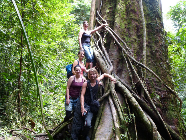 The big tree we pass on our trekking tours in Bukit Lawang is a good place to relax and make a picture