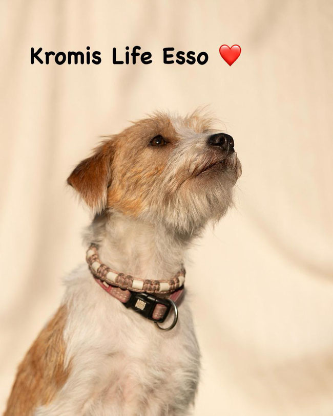 Unsere charmante Schwedin Kromis Life Esso Rauhaar Kromfohrländer VDH/ FCI
