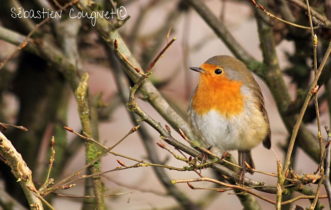 Le rouge-gorge (Erithacus rubecula L.)
