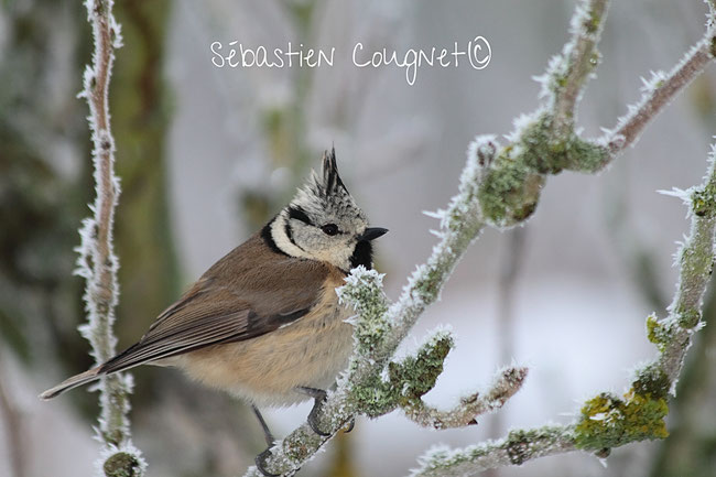 Mésange huppée (Parus cristatus)