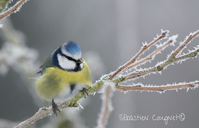 Mésange bleue (Parus caeruleus)