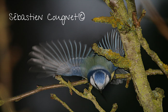 Mésange bleue (Parus caeruleus)