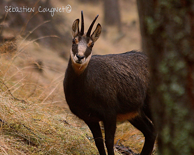 Le chamois (Rupicapra rupicapra)