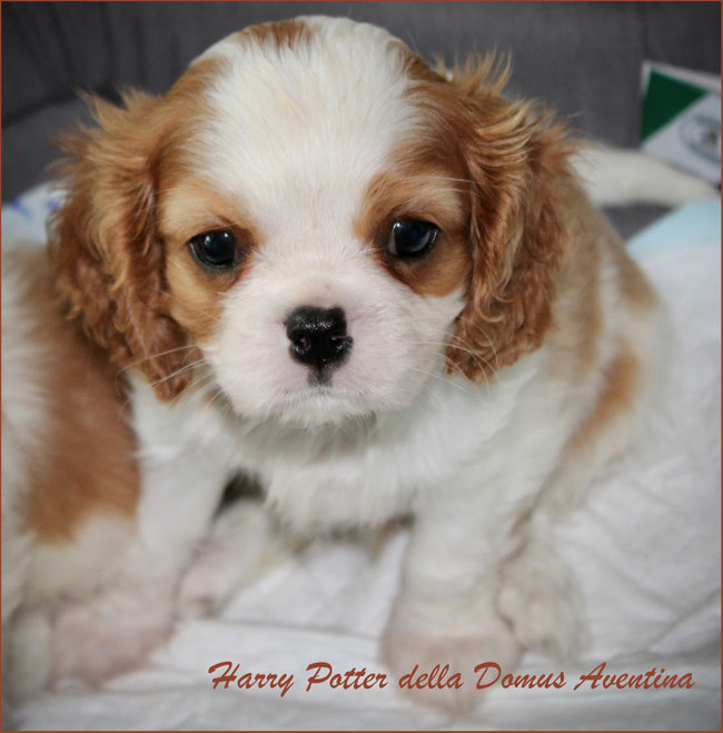 Harry Potter della Domus Aventina - cucciolo Cavalier King Charles Spaniel