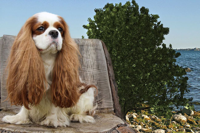 Cavalier King Charles Spaniel, Francis adulto