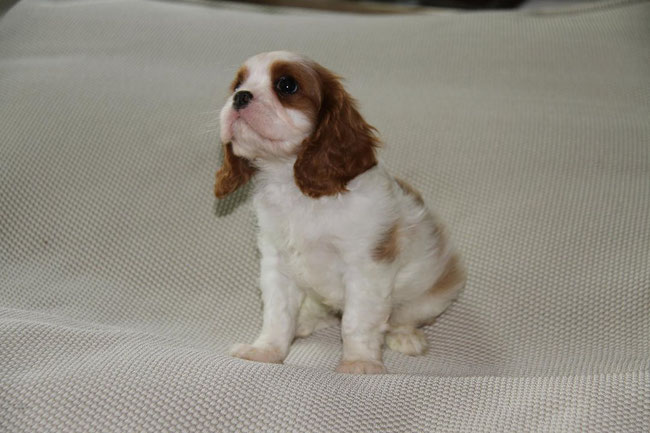 Cucciolo di Cavalier King Charles Spaniel di nome Francis