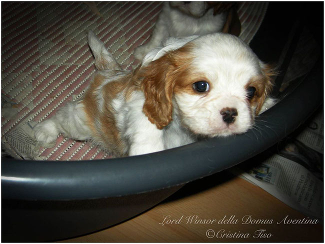 Scott il mio cucciolo di Cavalier King Charles Spaniel