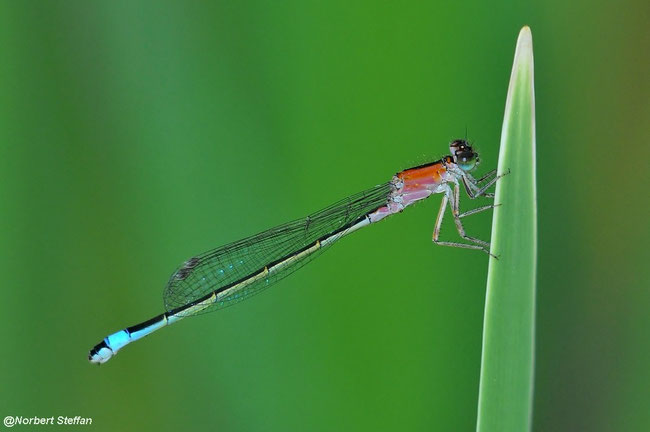 Große Pechlibelle (Ischnura elegans) Junges Weibchen in der Jugendform "infuscans obsoleta".