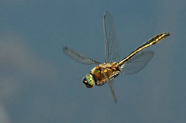 Falkenlibelle - Gemeine Smaragdlibelle ( Cordulia aenea)