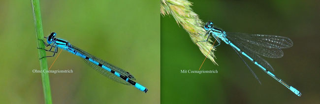 Gemeine Becherjungfer (Enallagma cyathigerum) links, Hufeisen-Azurjungfer (Coenagrion puella) rechts