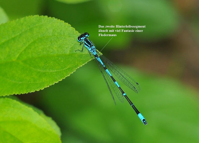 Fledermaus-Azurjungfer (Coenagrion pulchellum)