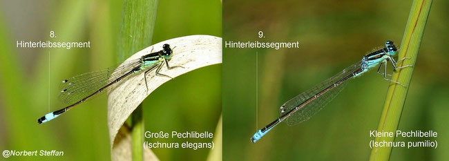 Links - ein junges Männchen der Großen Pechlibelle. Rechts - ein ausgewachsenes Männchen der Kleinen Pechlibelle