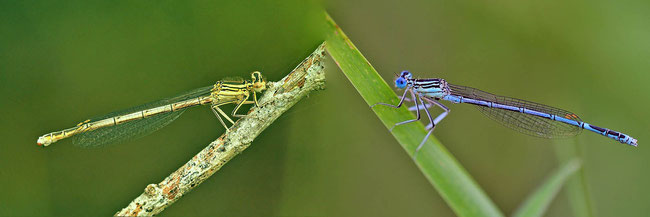 Blaue Federlibelle - Platycnemis pennipes