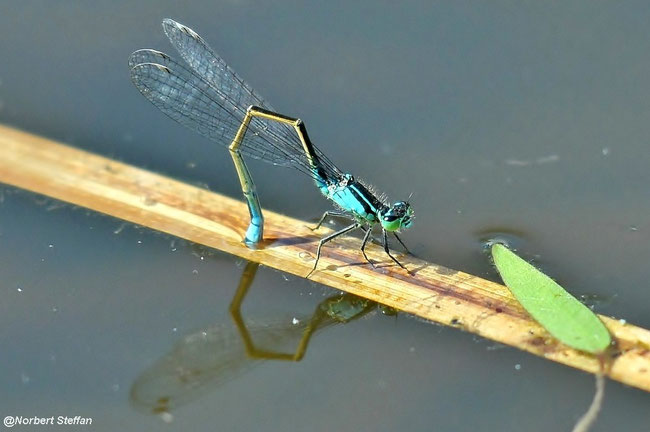 Große Pechlibelle (Ischnura elegans)