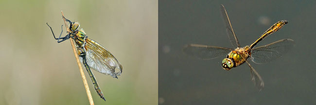 Falkenlibelle - Gemeine Smaragdlibelle ( Cordulia aenea) 
