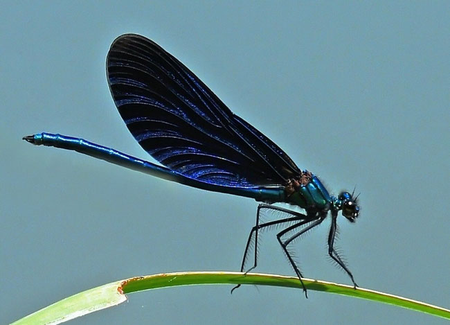 Blauflügel-Prachtlibelle - Calopteryx virgo Männchen