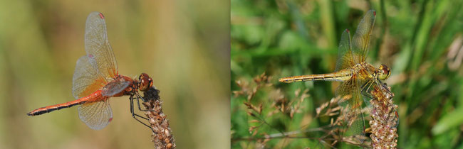 Gefleckte Heidelibelle (Sympetrum flaveolum)