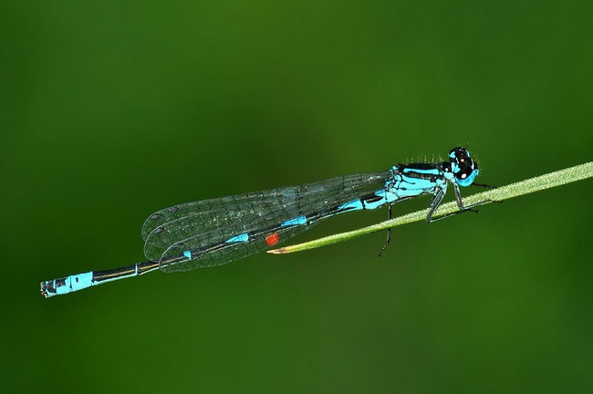 Fledermaus-Azurjungfer (Coenagrion pulchellum)