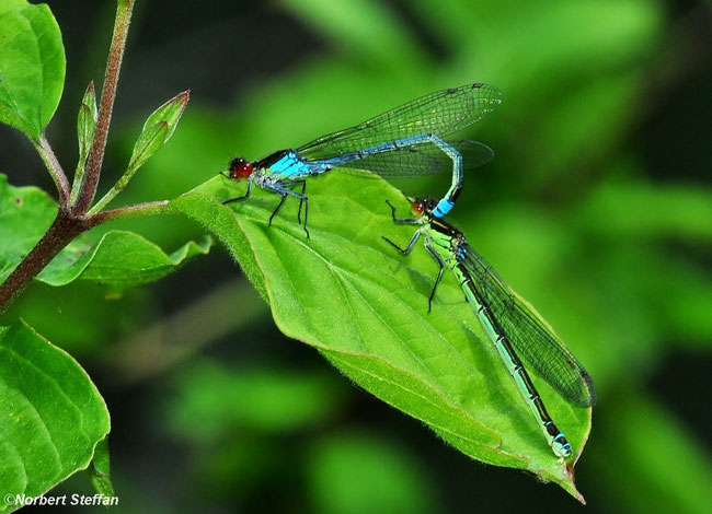 Großes Granatauge (Erythromma najas) Männchen