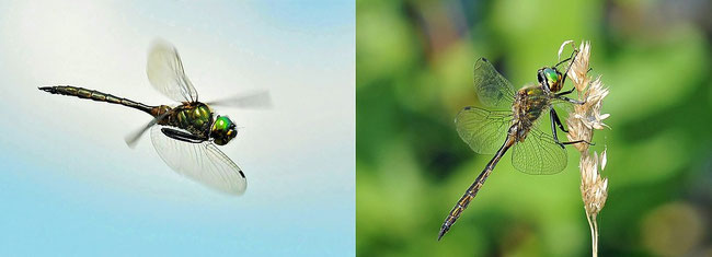 Gefleckte Smaragdlibelle (Somatochlora flavomaculata)