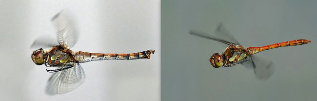 Große Heidelibelle (Sympetrum striolatum)