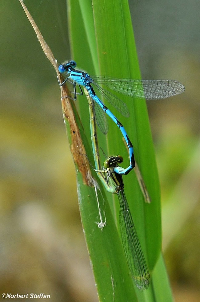 Pokaljungfer (Erythromma lindenii),