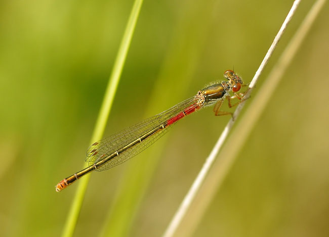 Scharlachlibelle (Ceriagrion tenellum), auch Zarte Rubinjungfer oder Späte Adonislibelle