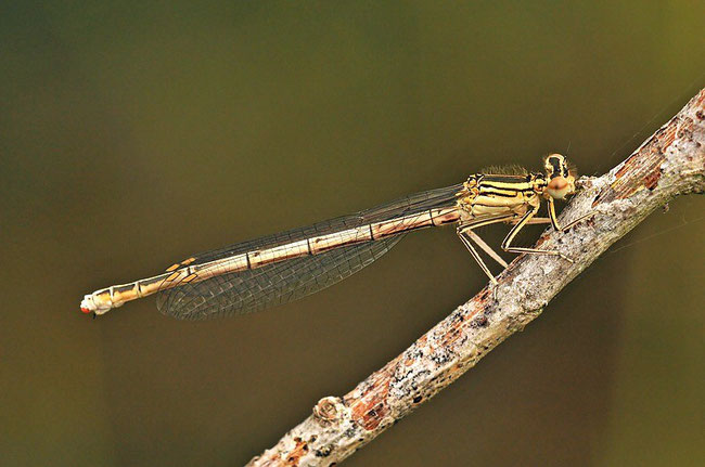 Blaue Federlibelle - Platycnemis pennipes Weibchen