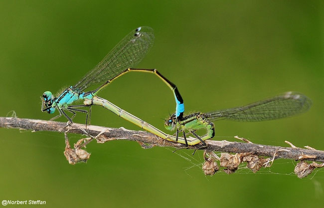 Große Pechlibelle (Ischnura elegans)