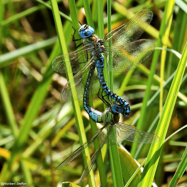 Südliche Mosaikjungfer (Aeshna affinis)