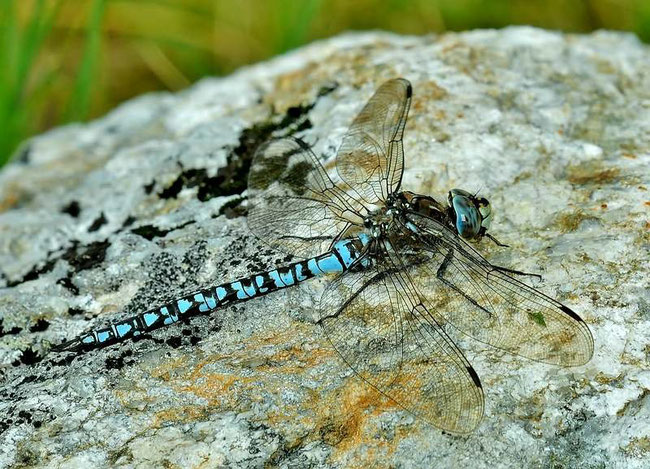 Alpen Mosaikjungfer - Aeshna caerulea Männchen