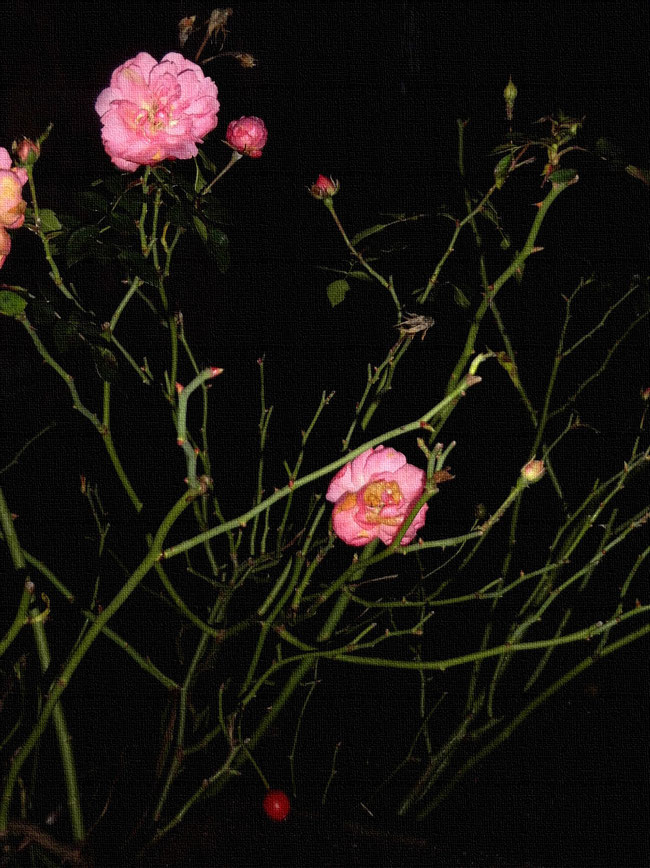 blühende rosa Röschen mit roter Frucht im Januar