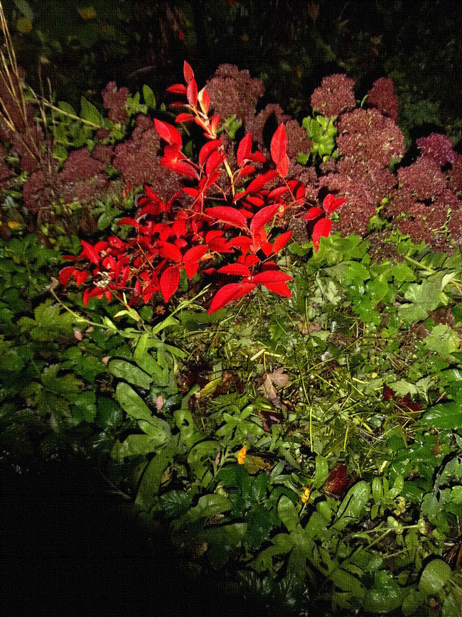rote Blätter am Blaubeerstrauch im Herbstgarten