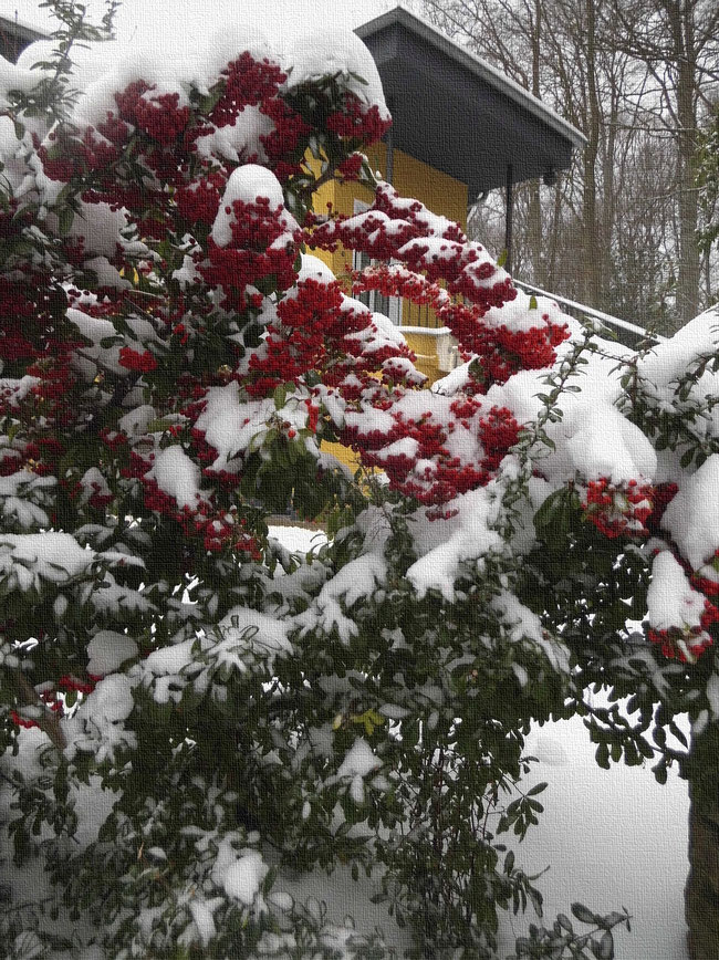 rote Feuerdornbeeren unter Schneelast
