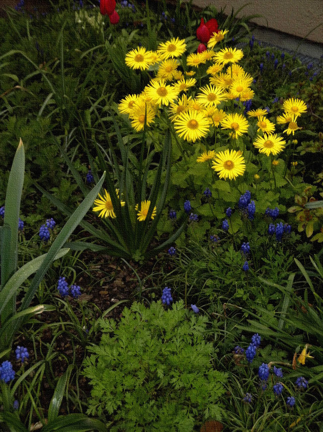gelber Gemswurz zwischen roten Tulpen und blauen Traubenhyazinthen