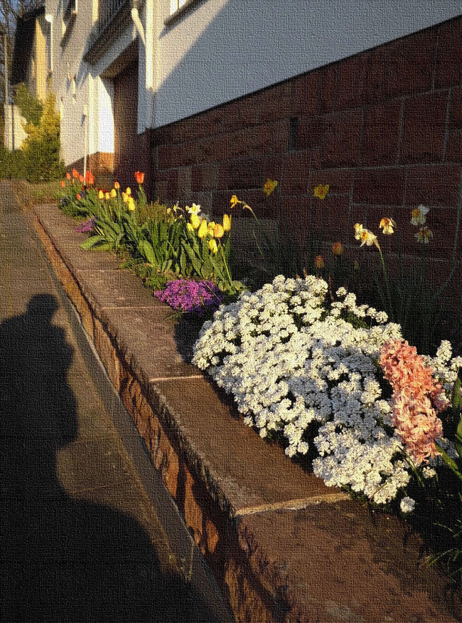 rote und gelbe Tulpen, gelbe Narzissen, weiße Garten-Gänsekresse, Gipsy Queen Hyazinthe, durch Morgensonne zur Schönheit erweckt