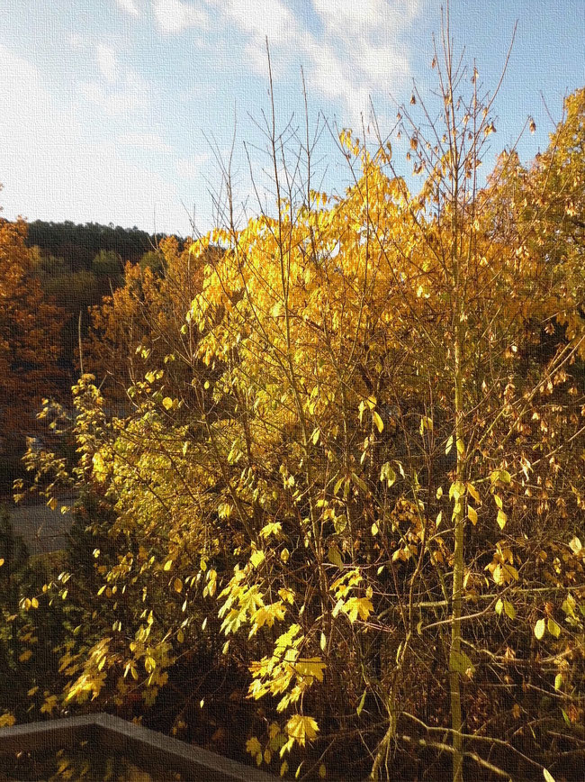 durch die Sonne vergoldetes Faulbaumlaub mit späten Ahornblättern