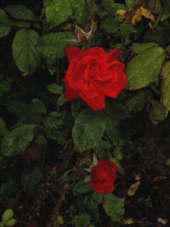2 rote PEUKERT-Rosen vor grünen Rosenblättern mit Regentropfen und vor Blütenknospe