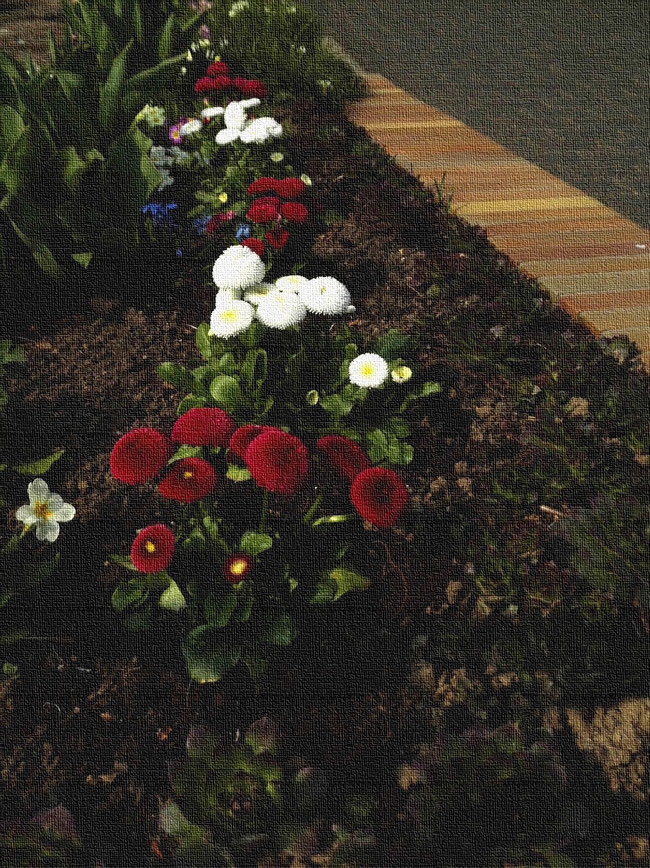 blühende weiße und rote Rob Roy und Christrose im Vorgarten