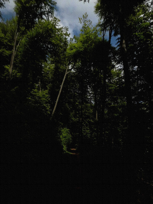 Waldweg im Schatten hoher Buchen unter Kaltfront-Himmel