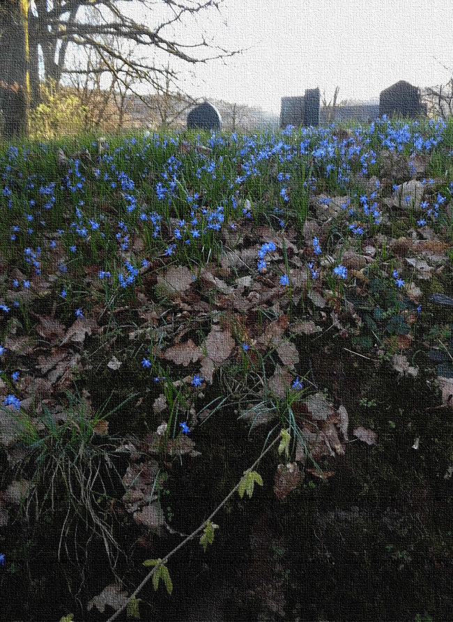 Treue Blausterne vor Grabsteinen zum Osterahnen hinauf