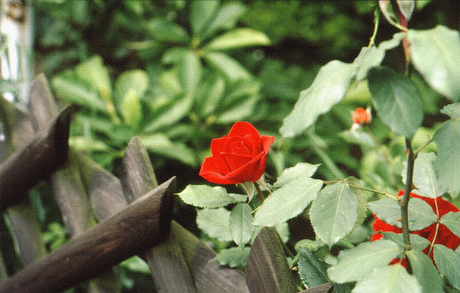 Rote Rose blickt königlich über Jägerzaun hinaus