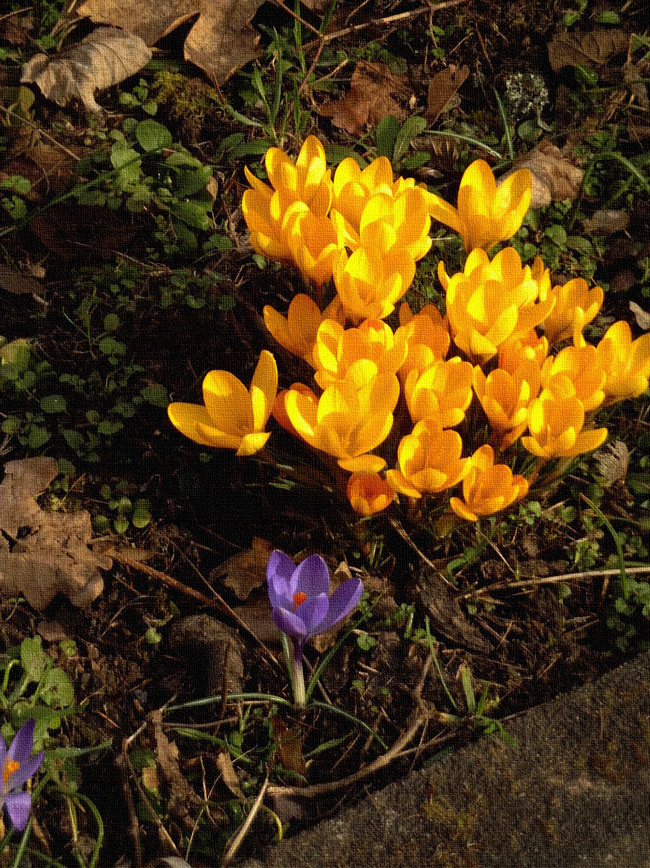 gelbe Krokus-Blüten wie ein Männerchor gegenüber lila Krokus-Dirigenten