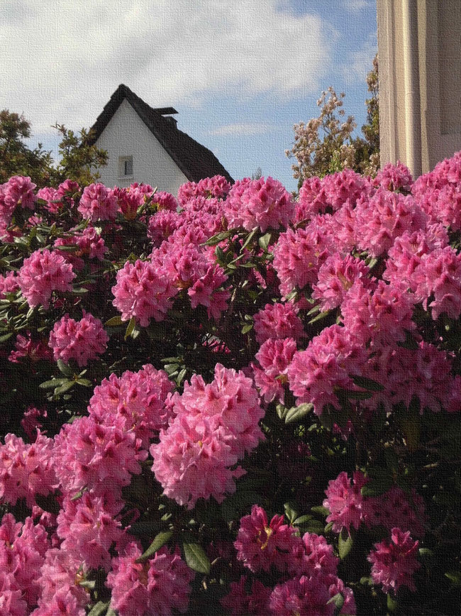 Ausblick auf rote Rhododendron-Pracht