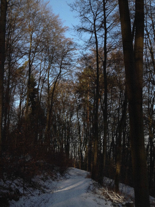 goldener Waldweg mit Januarschnee