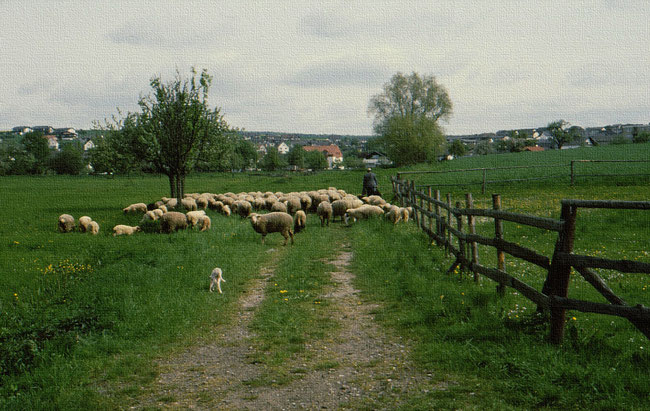 Lamm bleibt zurück, der Herde und dem Hirten anscheinend gleichgültig, doch nicht dem besorgten Mutterschaf