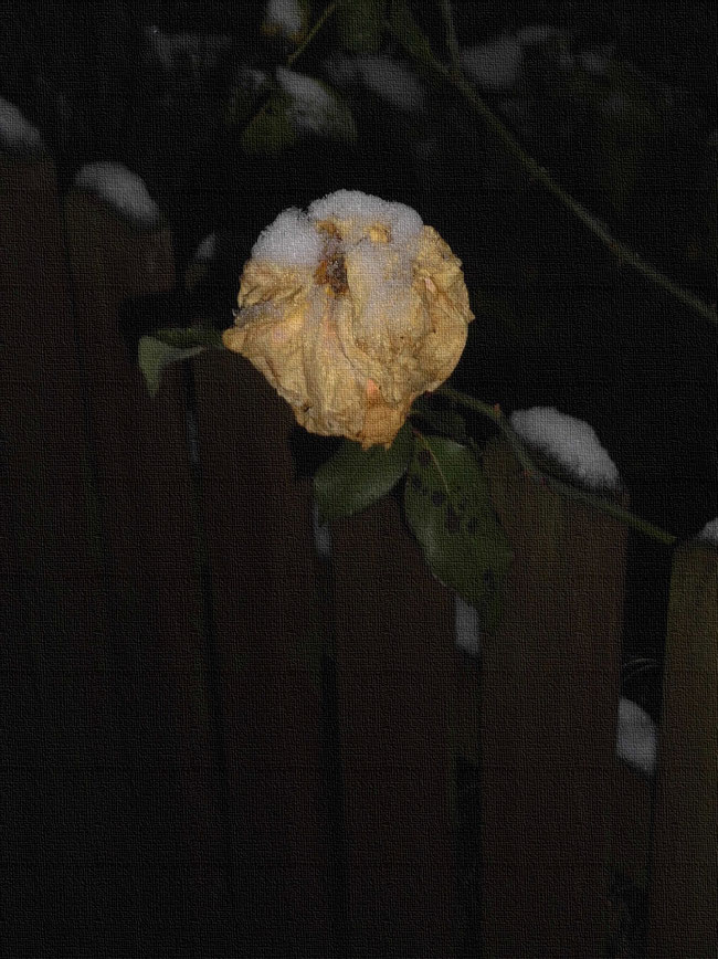 gold-gelbe Rosenblüte mit kleiner Schneekrone
